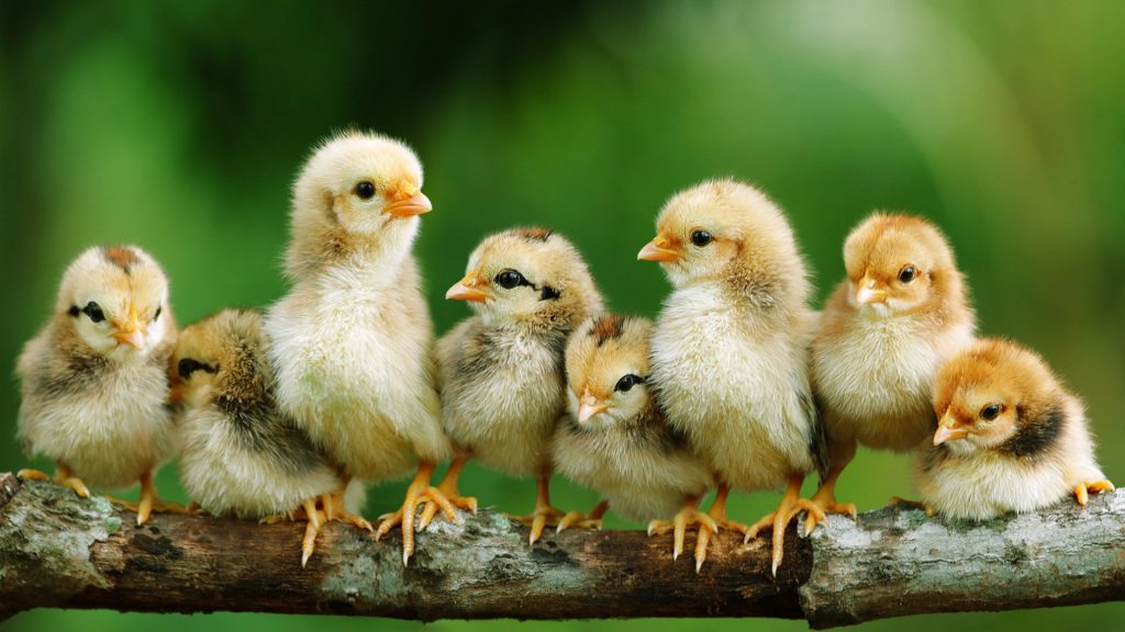 Baby-chicks Arinifu