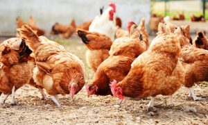 Poultry Farming Tips